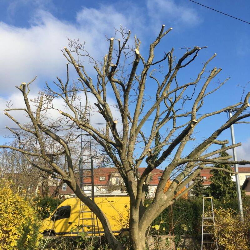Des paysagistes pour entretenir votre jardin et vos espaces verts autour de Mulhouse et Wittenheim Cernay 9