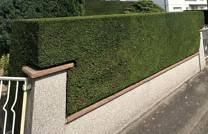 Taille automnale Wittenheim Guebwiller 2