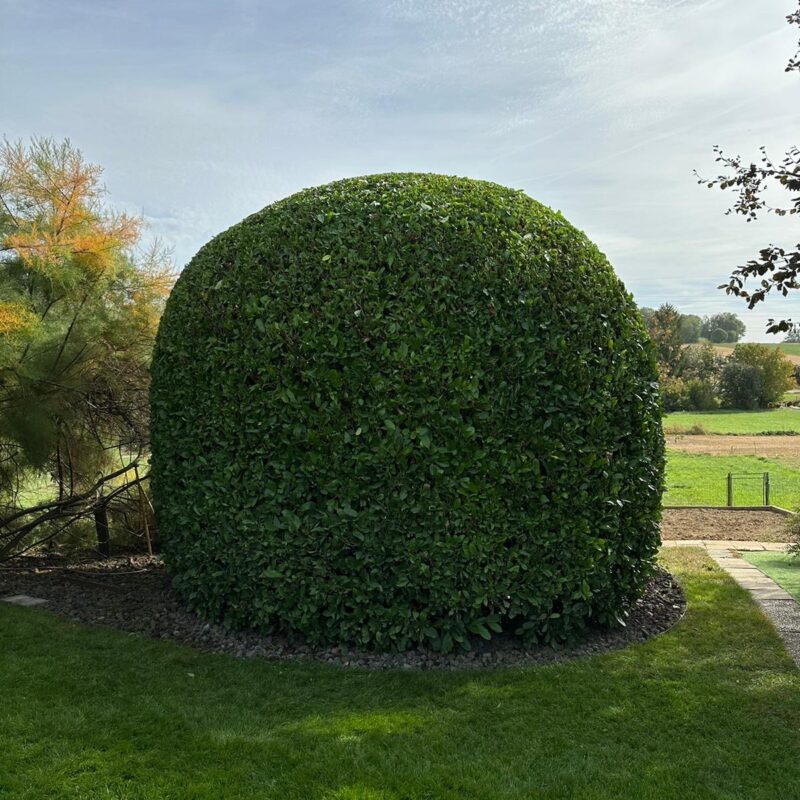 Entretien du jardin Illzach 0